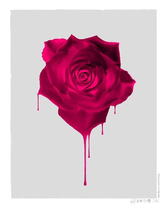 Melting Crimson Rose