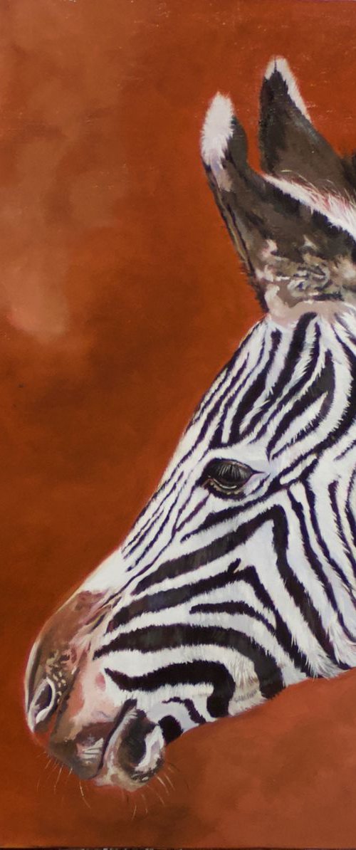 Baby Zebra Portrait by Anne Zamo