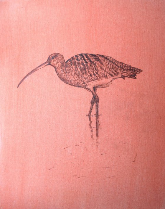 Curlew