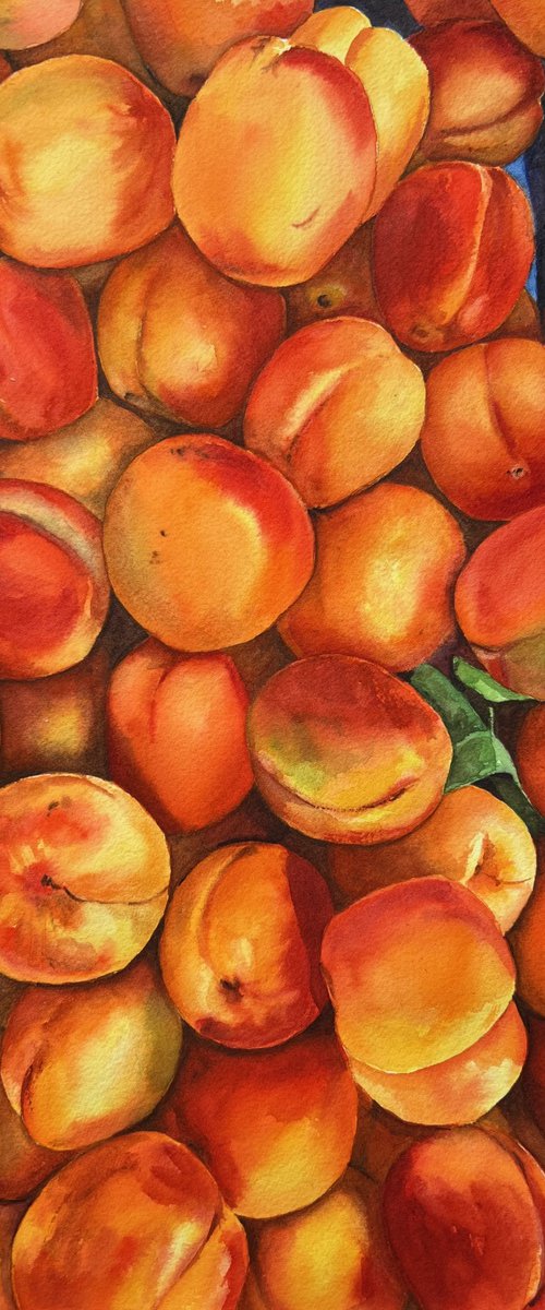 Apricots by Krystyna Szczepanowski