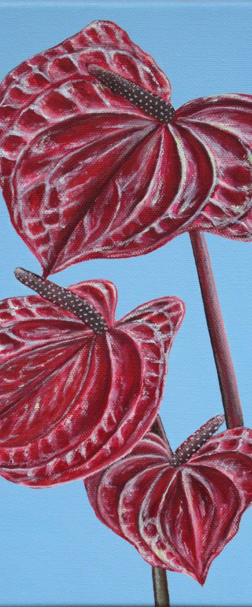 Anthurium by Jacqueline Talbot