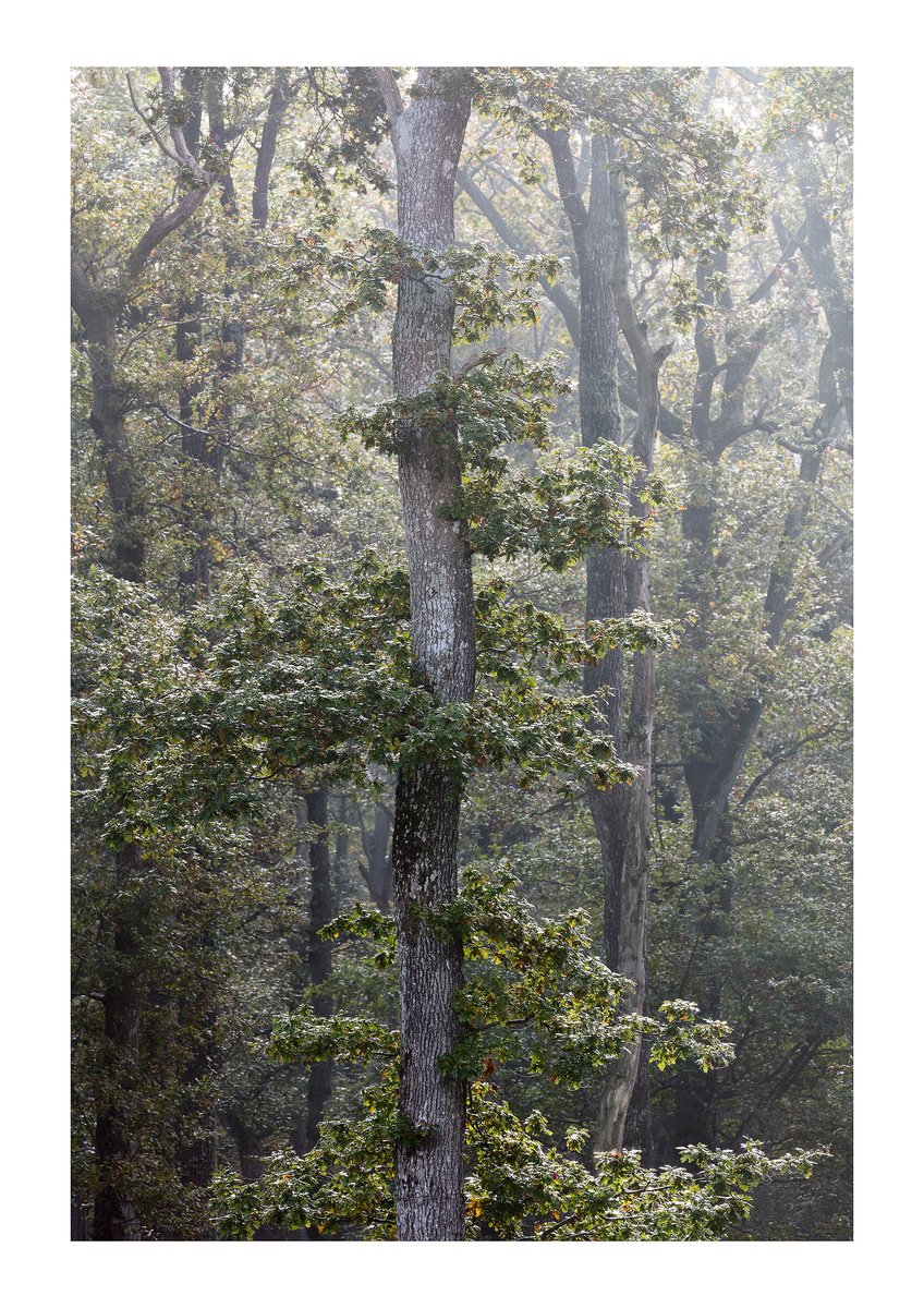 October Green by David Baker