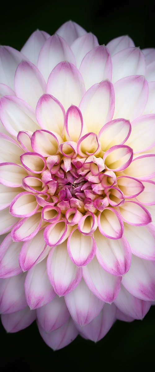 A flower by Dean Buckfield