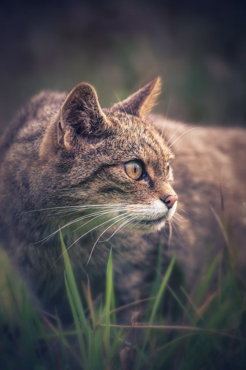Scottish Wildcat by Paul Nash