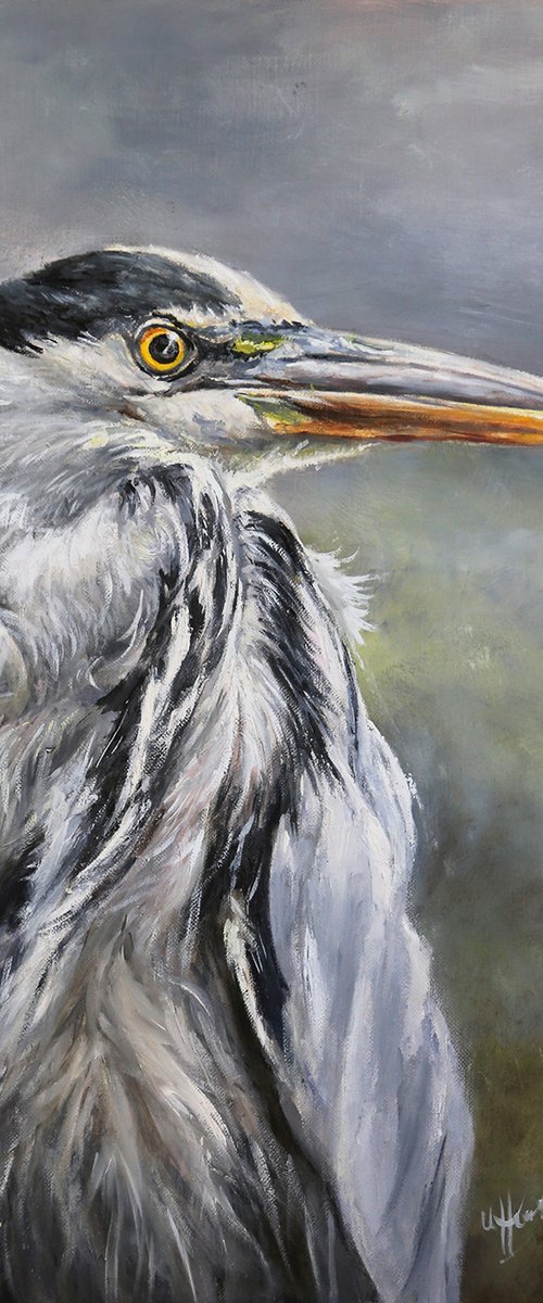 Grey Heron Ardea cinerea by Una Hurst