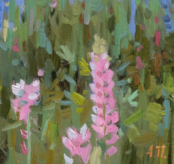 Lupine evening