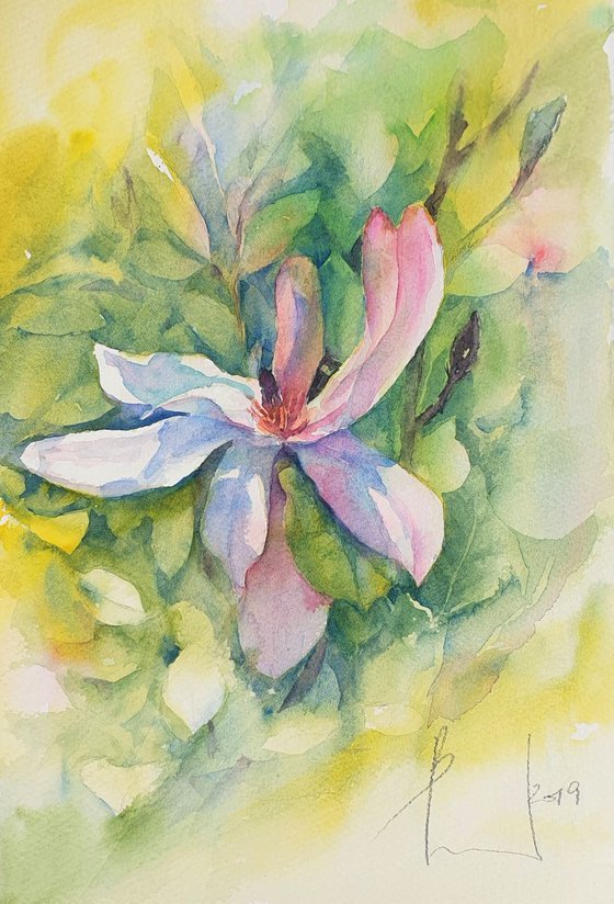 watercolour MAGNOLIA LATE SPRING I flower painting 15X25/ 2019.019