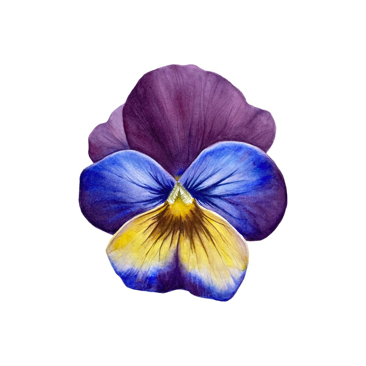 Photorealistic Botanical Watercolour By Anna Lyashenko, 8 X 8, Viola, Original Artwork
