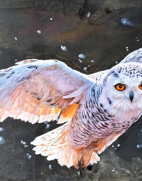 Snowy Owl by Abi Whitlock