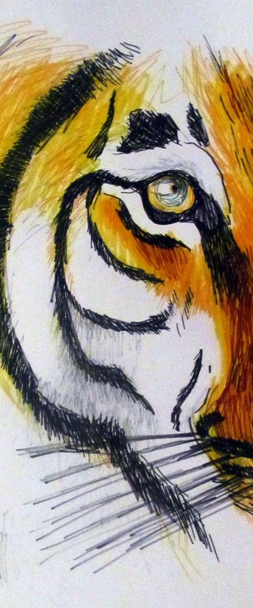 tiger by Nektaria Giannoulakou