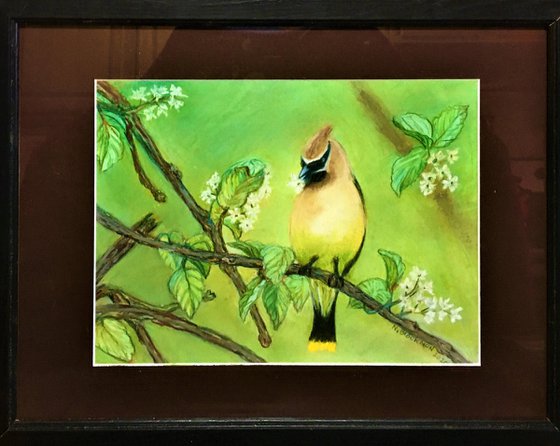 Cedar Waxwing in Spring