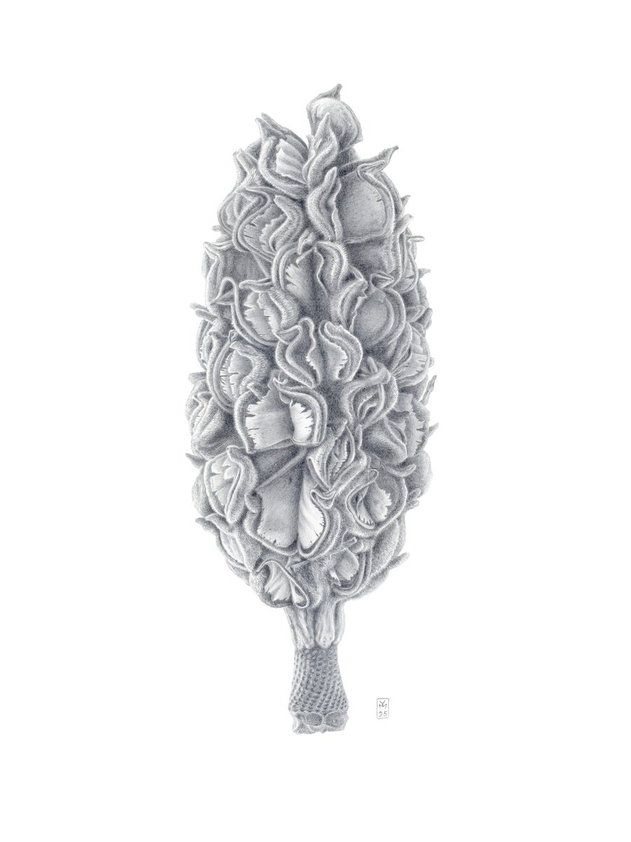 Graphic Botanical Drawing By Yuliia Moiseieva, 11 X 15", Magnolia Seed Pod, Original Artwork