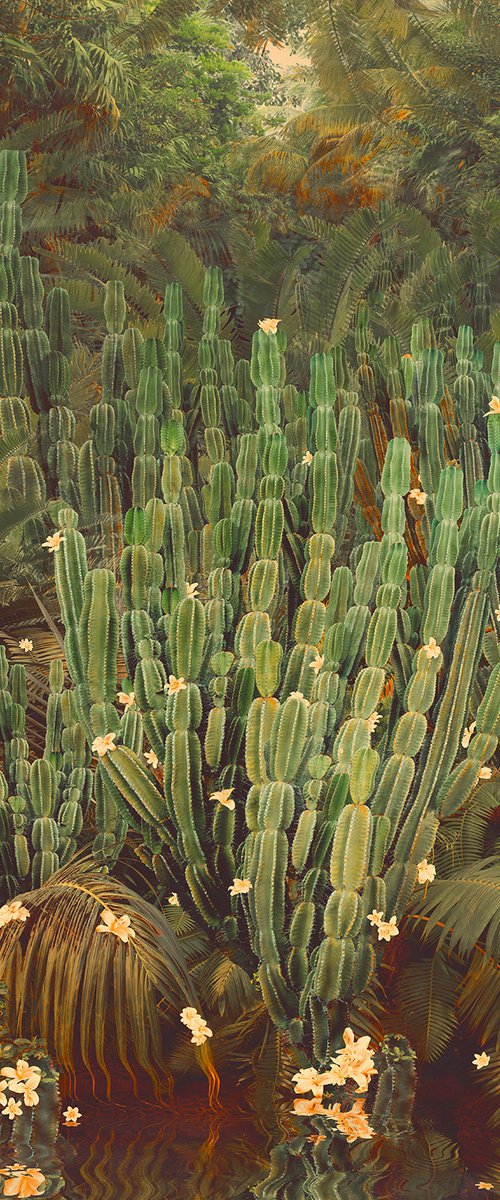 Cactus Jungle - Framed by Nadia Attura