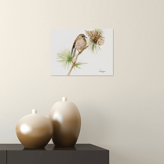 Pine Siskin