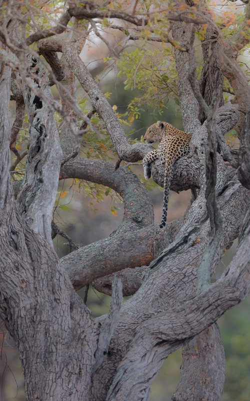 Leopard Tree by Ozkan Ozmen