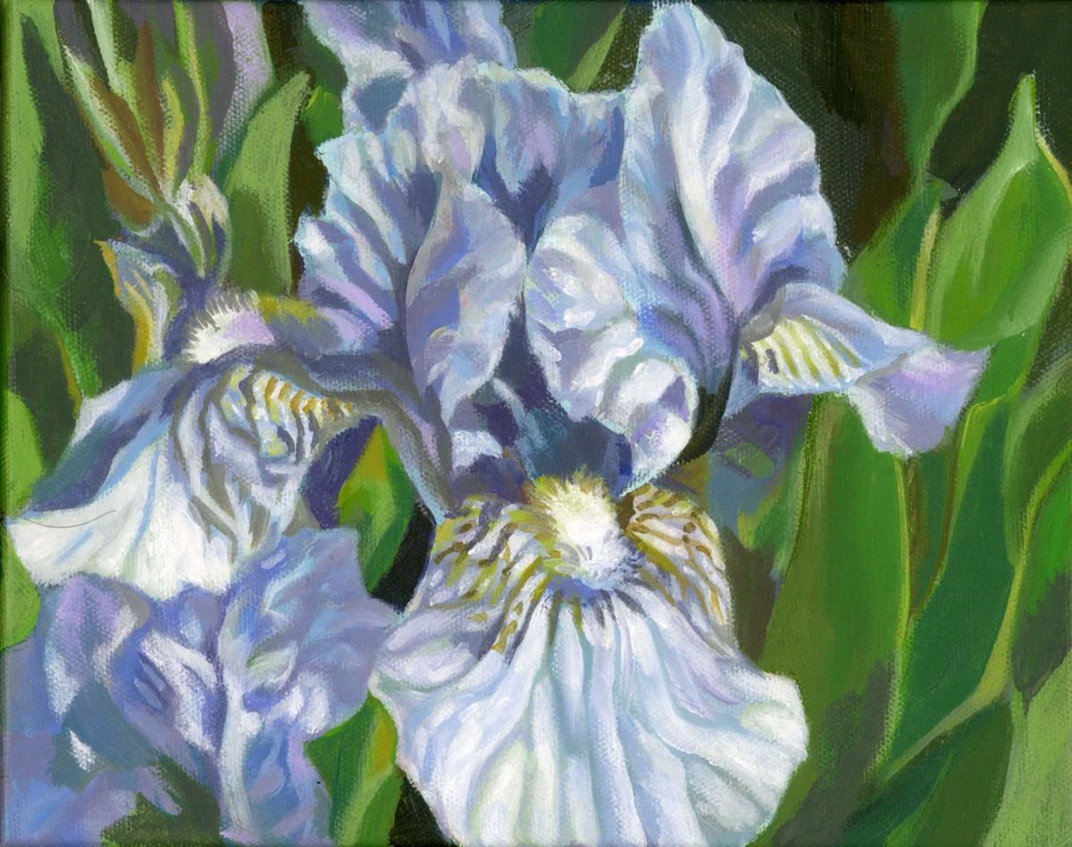light blue iris by Alfred  Ng