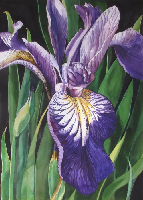 Dutch iris with greens by Alfred  Ng