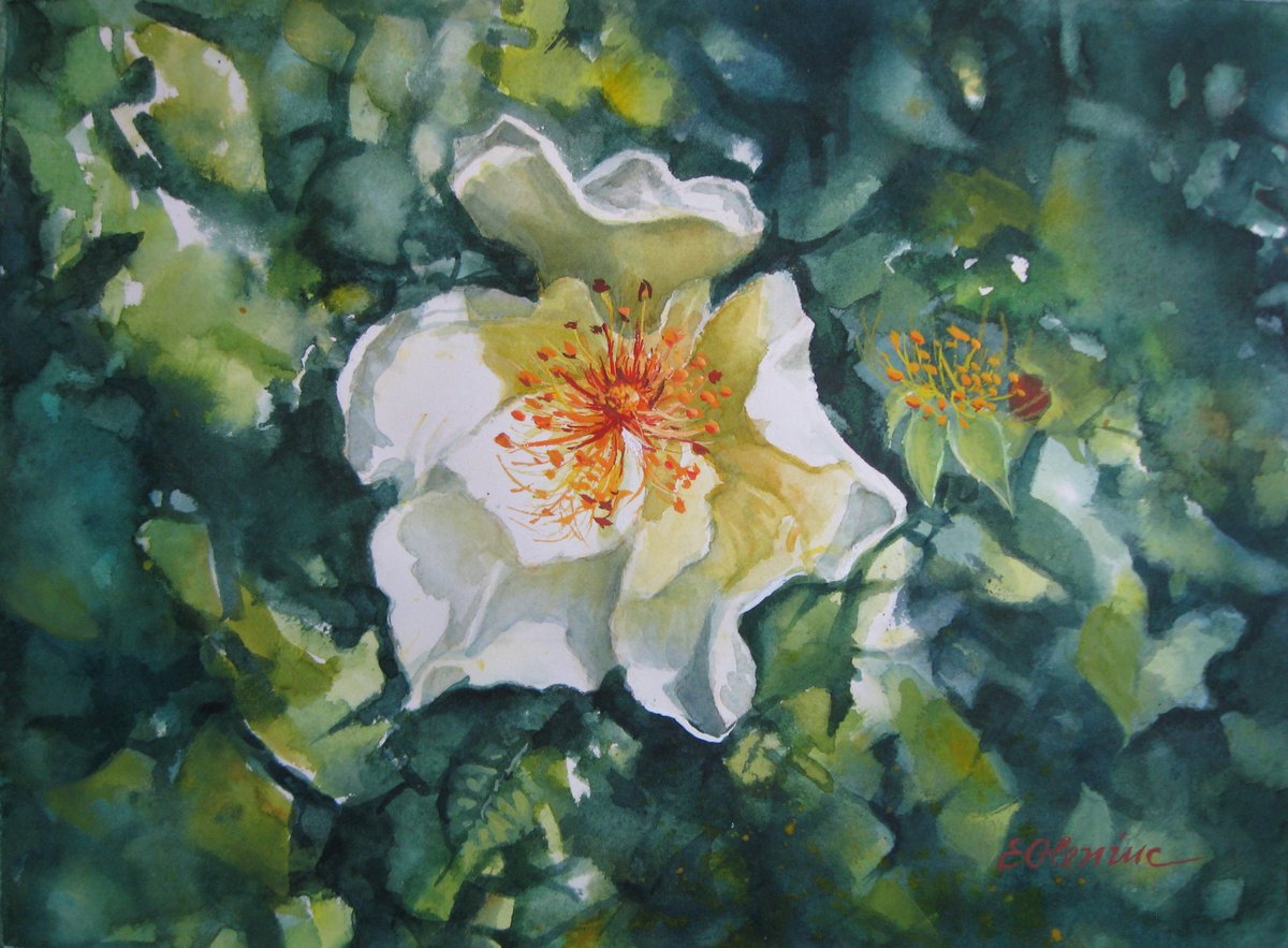 Impressionistic Botanical Watercolour By Elena Oleniuc, 15 X 11, Wild Rose, Original Artwork