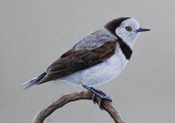 Original pastel drawing "White-fronted chat"