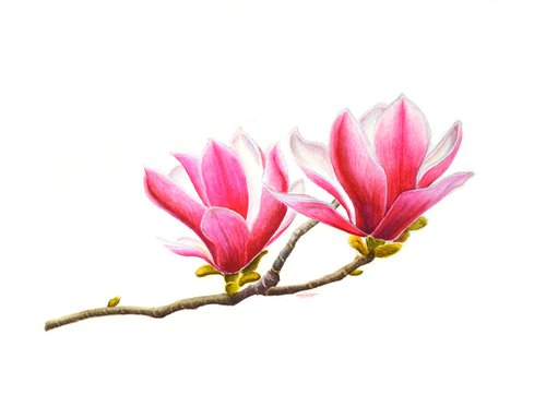 Pink Magnolia by Neha Soni