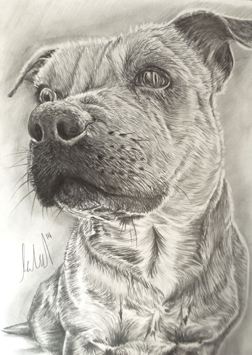 Staffy by Kate Evans