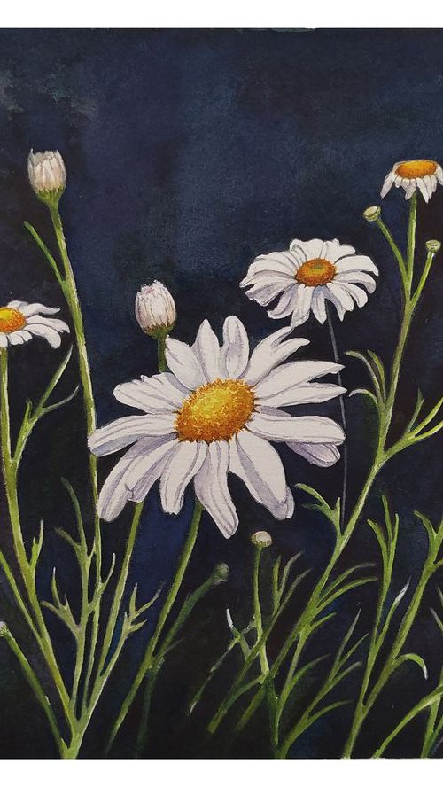 Chamomile Flowers by Shweta  Mahajan