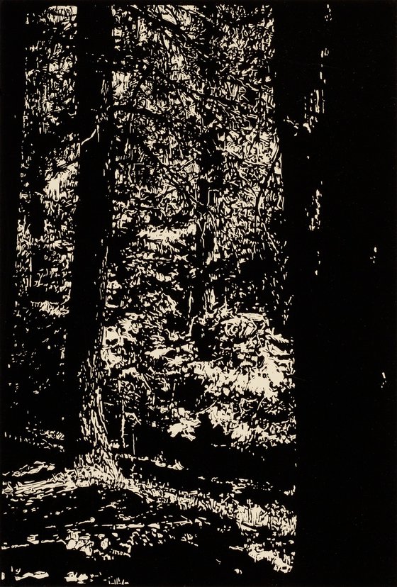 RISING WOODS/PECOS WILDERNESS