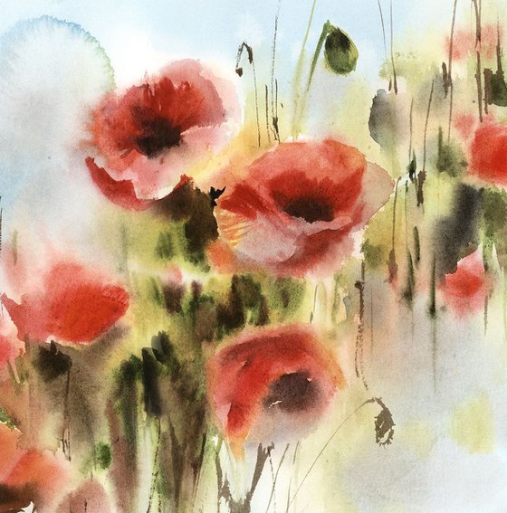 Poppy Flowers