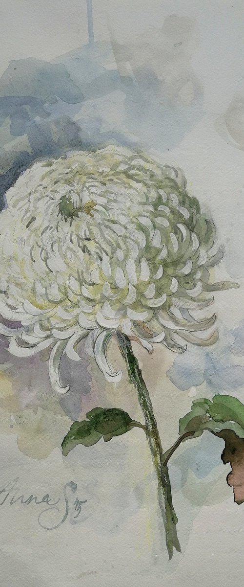 Chrysanthemum Watercolor by Anna Silabrama