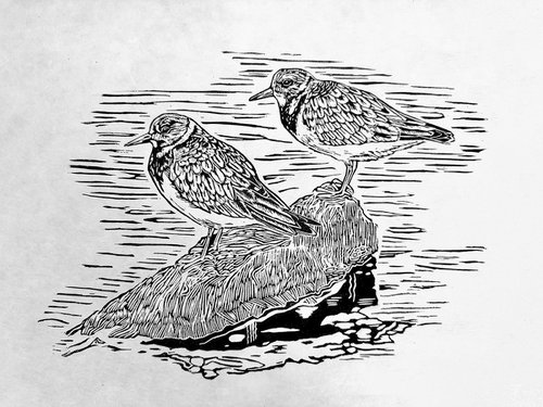Two Turnstones by Jem Gooding