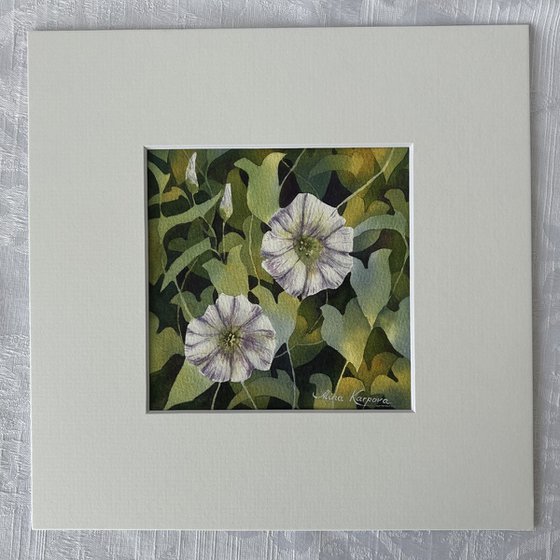 Morning glory miniature