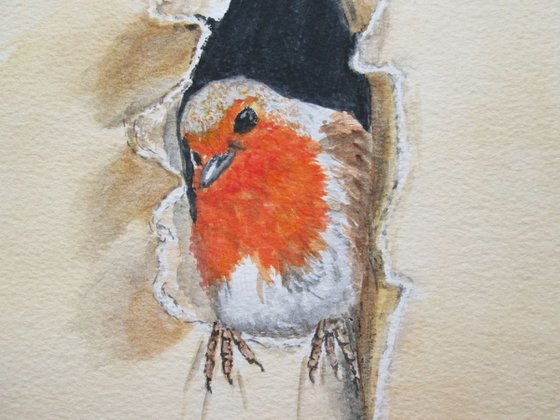 Robin Redbreast Garden Bird