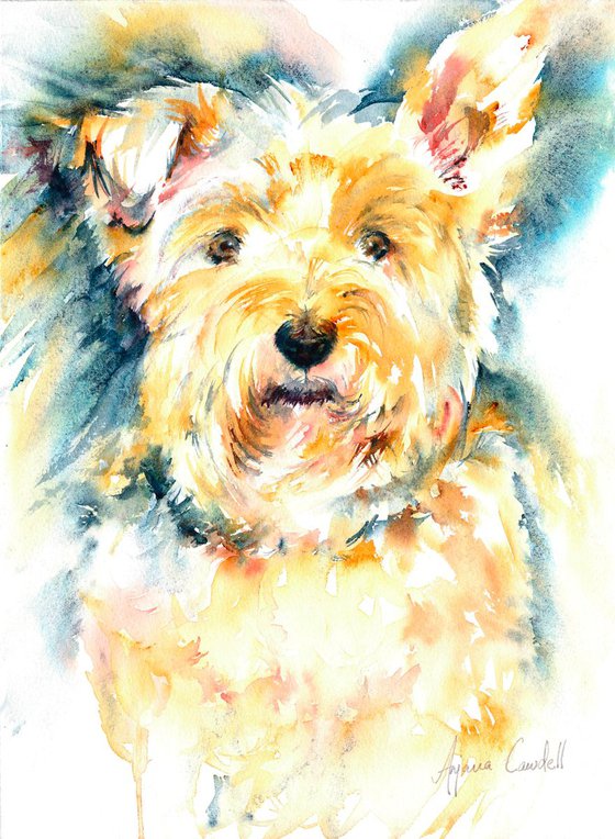 Westie