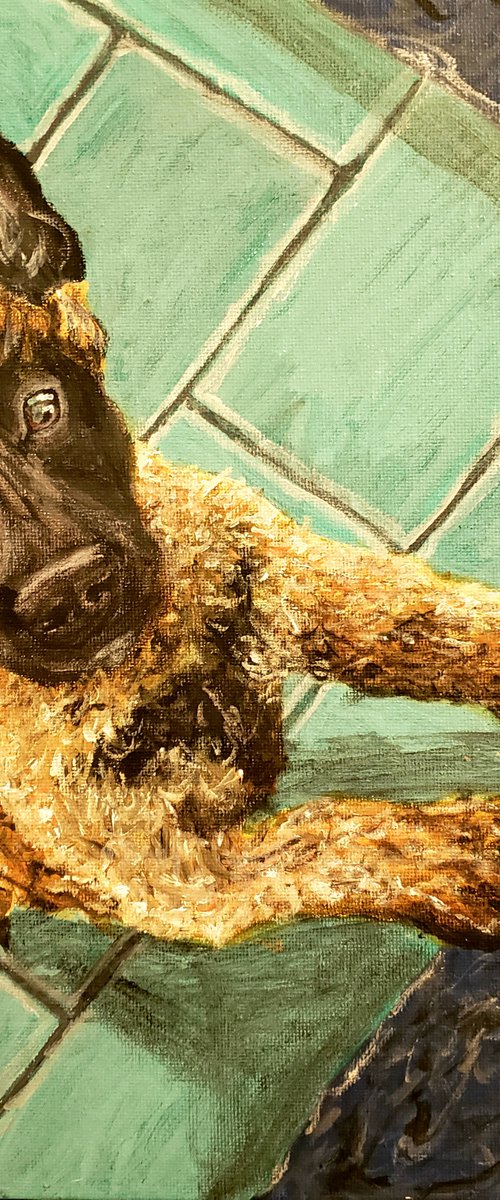 Hi I'm A Malinois by Robbie Potter