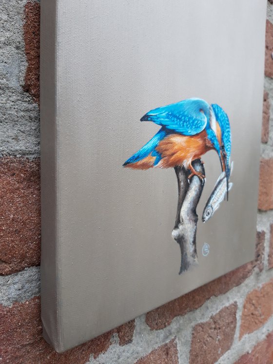 Kingfisher,bird,realistic picture,original artwork