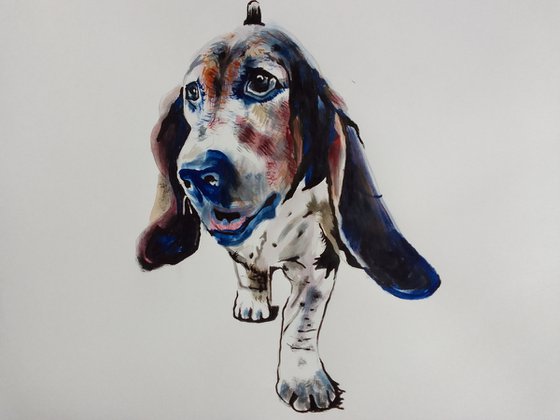 Basset Hound