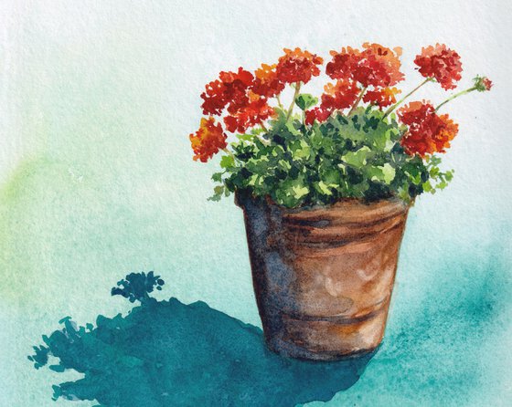 A pot of Geraniums