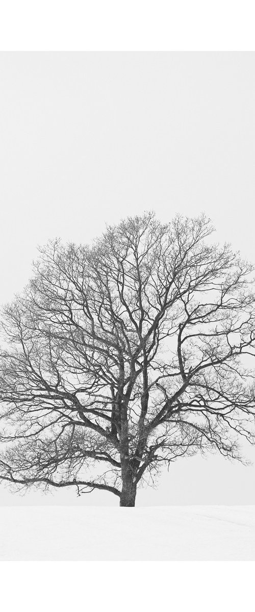 Hampshire Tree II by David Baker