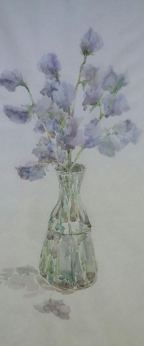 Sweet pea by Elena Klyan