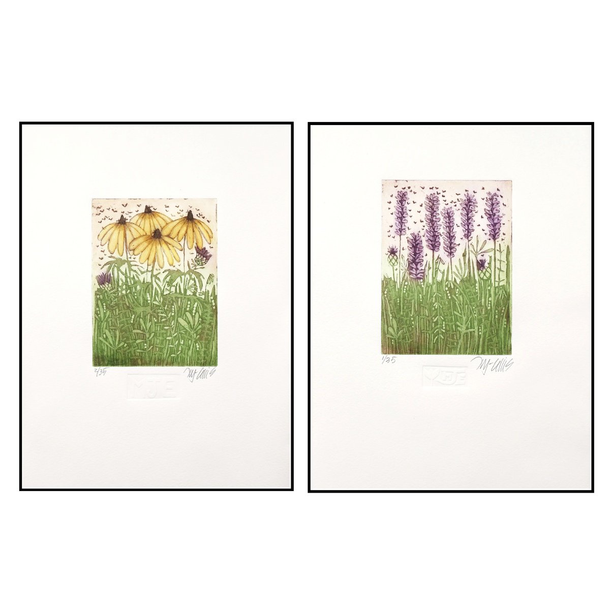 Illustrative Botanical Etchings & Engravings By Mariann Johansen-Ellis, 10 X 14", Lavender And Blackeyed Susan, Original Artwork