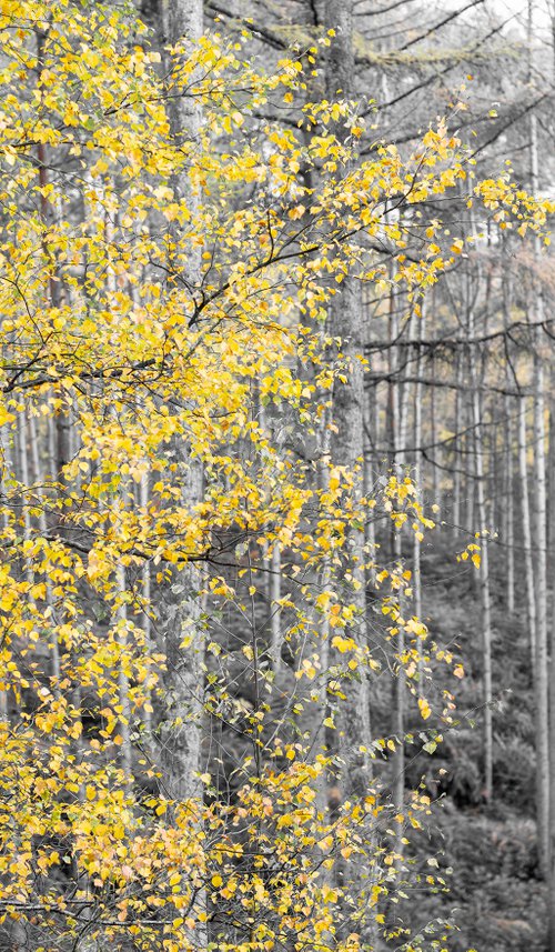 Autumn Monochrome by Stephen Hodgetts Photography