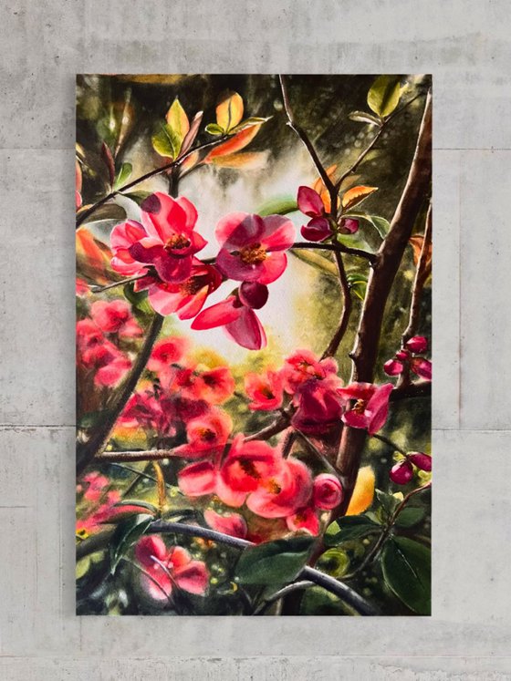 Flowering Quince