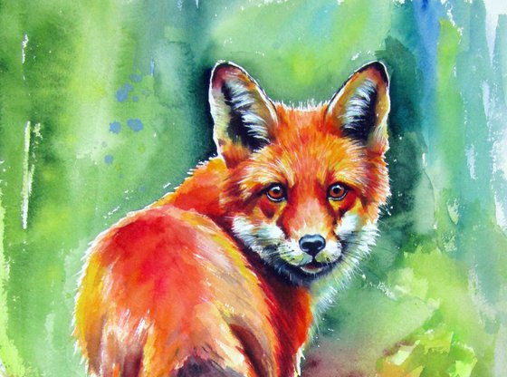 Red fox III