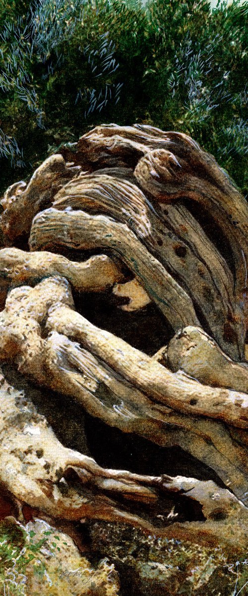 Olive Tree XV by REME Jr.