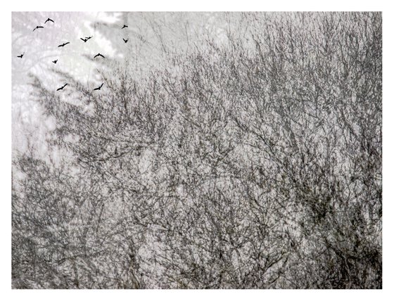 Midwinter #4 Limited Edition #1/25 Fine Art Photograph of Bare Winter Trees and Birds Flying