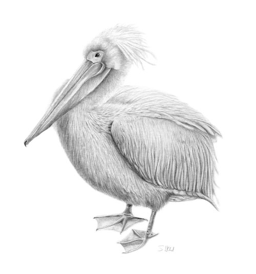 St James Pelican by Susannah Weiland
