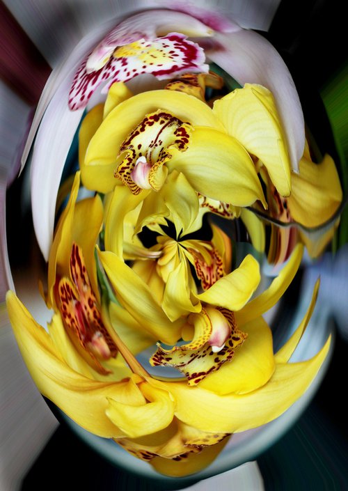 Strange orchids №1 by Marina Podgaevskaya