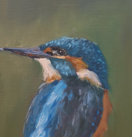 Kingfisher