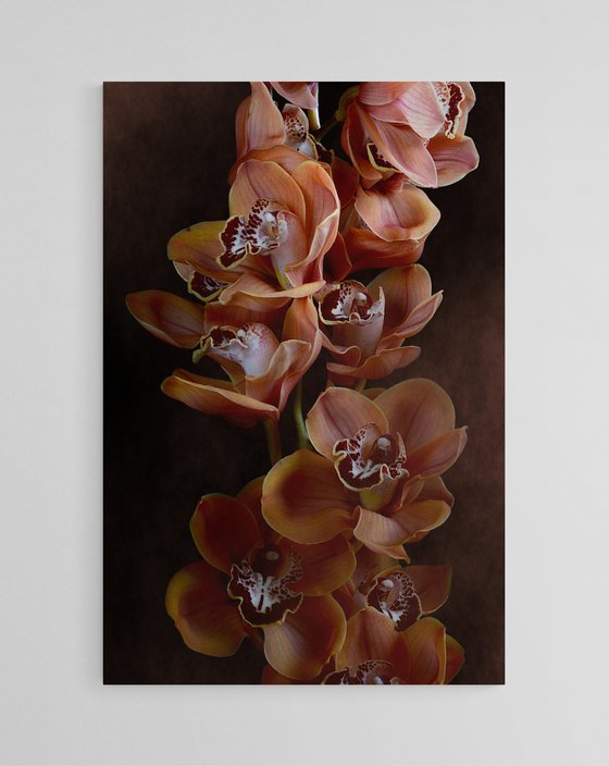 Mocha Boat Orchids