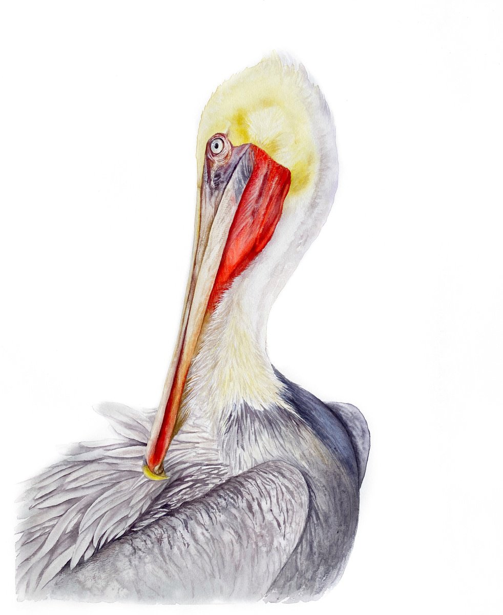 Photorealistic Animal Watercolour By Tetiana Savchenko, 17 X 21", Brown Pelican Portrait, Original Artwork